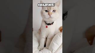 Kedinizi Korumanın 3 yolu 🤗 shorts cat [upl. by Teodorico]