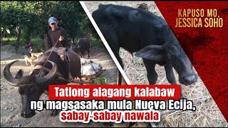 Tatlong alagang kalabaw ng magsasaka mula Nueva Ecija sabaysabay nawala  Kapuso Mo Jessica Soho [upl. by Schurman]