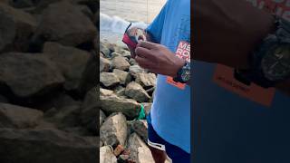 trevally fishing 🎣 viralvideo epic fishing 🐟 [upl. by Onofredo]