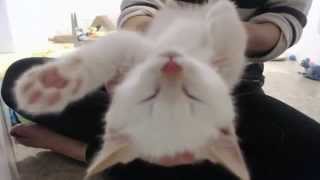 Adorable rescue kittens purring SO loud best kitten therapy ever [upl. by Agamemnon906]