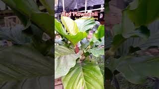 Red PlowmaniiGelombang cinta merah Ac Aroid Semarang tanamanhias aroidlover berkebun Anthurium [upl. by Ailekat]