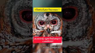 Kaalan Kozhi Facts Malayalam  Mottled Wood Owl  കാലൻ കോഴി  തച്ചൻകോഴി shorts youtubeshorts [upl. by Oleta]