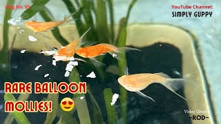 Back to Breeding Livebearer Fish  Rare Balloon Mollies  Vlog 85 [upl. by Nauqyaj]