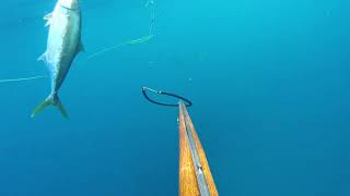 Smooth Hammerhead Sphyrna zygaena at Maroubra NSW [upl. by Odel103]