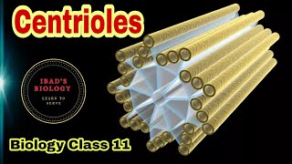 Centrioles  Cell structure and functions  Ibad Biology [upl. by Irahk666]