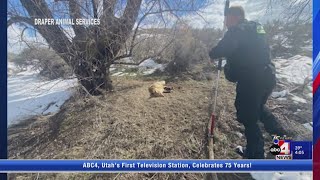 Draper Police Warn of Illegal Steel Traps Found Along Jordan River Trail [upl. by Graybill]