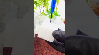 Watch How Vicks Cuttings Root And Grow In Water In Just One Week [upl. by Barbabas545]