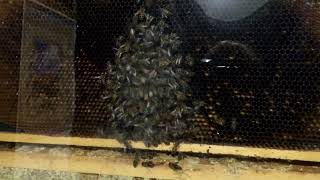 Bees As Our Roommates Ready For Winter sleepingwithbees honeyfarming observationhive hivealive [upl. by Ruckman]