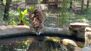 UPDATE  Manny Jaguar finally pooped He is 16 and having health issues [upl. by Anerda]