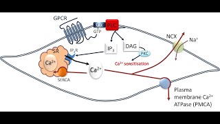 Vascular smooth muscle excitationcontraction coupling [upl. by Tallu640]