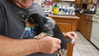 Adorable BLUETICK POCKET BEAGLE puppies [upl. by Ydnil]