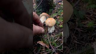 Beautiful mushrooms GrazAustria🍄✨ porcini funghi boletusedulis грибы манатарки [upl. by O'Neil]