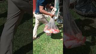 Oreochromis niloticus cast net tilapia harvesting shorts shortvideo youtubeshorts fishing [upl. by Egdamlat]