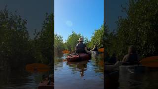 Kayak Tour through Mangrove Tunnels of Everglades National Park with Adventure Paddle Tours [upl. by Ltney160]