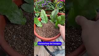 ¡Reproduce Kalanchoe del bosque fácilmente con esquejes [upl. by Constance]