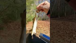 Squirrelette’s squirrely little toes squirrelwhisperer melgsbackyardsquirreling [upl. by Niuqaoj266]