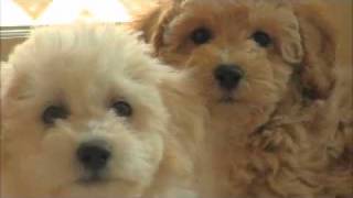 Rolling Meadows Puppies Poochon aka Bichon Poodle aka Bichpoo aka Bichoodle puppies [upl. by Monie]