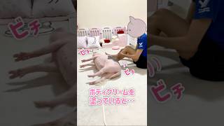 ボディクリームを塗っていると必ず…𓃟˒˒♡ マイクロブタ ミニブタ micropig minipig [upl. by Giovanna]