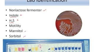 Lecture 10 Enterobacteriaceae Salmonella [upl. by Sydney]