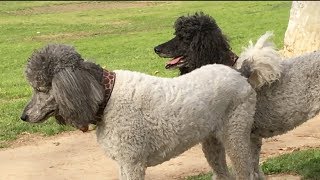 Standard Parti Poodles Play with their Old Friend Winston and more [upl. by Rosie746]