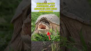 Snapping Turtle Bite Force Natures Bone Crusher education fyp animals [upl. by Setsero294]