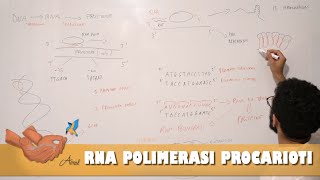 RNA polimerasi regolazione della trascrizione nei procarioti [upl. by Wager]