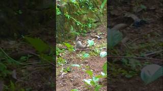 YELLOWBILLED BABBLER BIRDbirdbirdloversviralvideoviralshortnaturesrilankabirdsounds [upl. by Hallvard]