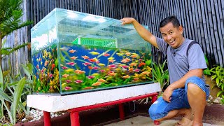 Tetra Fish Breeding at Home in an Easy Way using a 100gallon Aquarium [upl. by Bautista830]