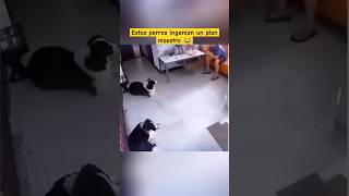 No creerás lo que hacen estos perros 😱😂 perros mascotas humor shorts [upl. by Adniral]