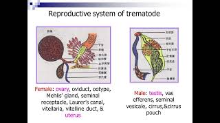 16 Introduction to Trematodes I720P HD [upl. by Lavery]