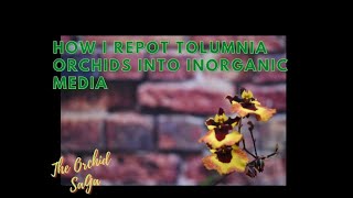 How I repot Tolumnia orchids [upl. by Ruprecht370]