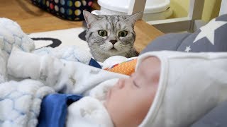 귀여운 아기와 고양이들의 첫만남 Cats First Encounter with a Baby 赤ちゃんと猫たちの初の出会いSURIampNOEL [upl. by Pease]