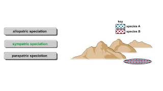 Models of speciation Animation [upl. by Einatirb720]