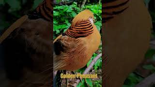 Golden Pheasant  Beautiful Birds birdssounds youtubeshorts [upl. by Prader]