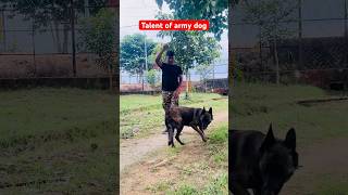 Techniques of Indian military dog training 🇮🇳 youtubeshorts shortvideo viralvideo dog k9 [upl. by Seerdi]