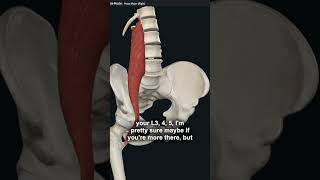 The Connection Between Tight Muscles and Lumbar Compression [upl. by Catha796]