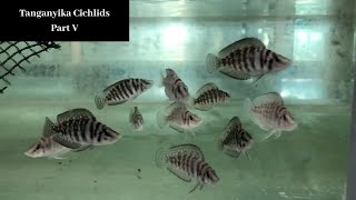 Tanganyika Cichlids Part V Trop Aquarium SG [upl. by Uzia]