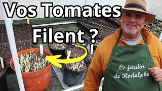 Pourquoi Vos Tomates FilentElles  Découvrez la Solution [upl. by Jemie]