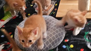 🔴 LIVE FEED 🔴 Watch these 5 newborn kittens grow up with their momma cat taking great care of them [upl. by Nita]