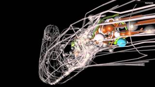 A brief introduction to C elegans [upl. by Islehc]