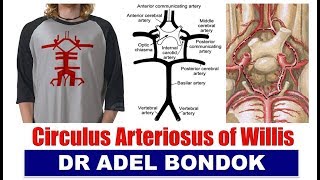 Circle of Willis Circulus Arteriosus Dr Adel Bondok [upl. by Relyhcs]