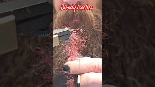 Blood leeches with a parrot who thinks its a cat flytying cat flytyingnation [upl. by Oremoh]