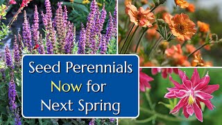 Seed Perennials in Summer for Next Spring [upl. by Helbonnas]