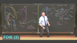 Anatomie du foie 2 Abdomen 5 [upl. by Hadihsar]