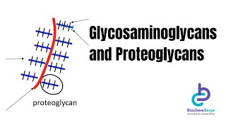 GlycosaminoglycansProteoglycans  Biochemistry [upl. by Horacio]