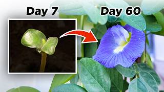 Growing Butterfly Pea from Seed to Tea  Timelapse  Aparajita  Asian Pigeonwings  Blue Ternate [upl. by Kimberli626]