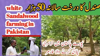 white sandal wood tree farming in Pakistan  how to grow sandalwood  Chandan Ki kasht in pakistan [upl. by Yorker]