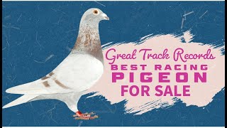 What A Great Racing Pigeon With Amazing Track Records For sale in Excelsior Pigeons Auction [upl. by Uy]