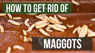 How to Get Rid of Maggots 4 Easy Steps [upl. by Wilinski]