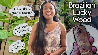 Brazilian Wood Plant  Current condition How to Care for Brazilian Lucky Wood  Dracaena Fragrans [upl. by Pol192]